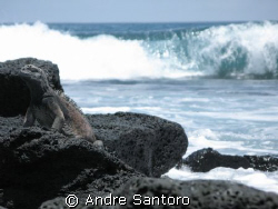 Marine Iguana in the Galapagos Islands
Canon G7 by Andre Santoro 